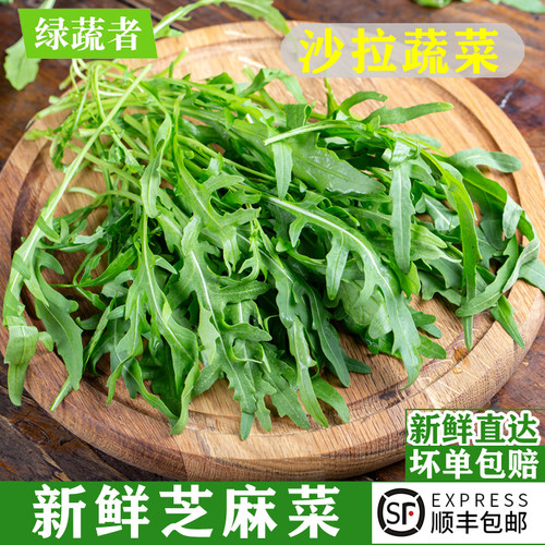 新鲜芝麻菜农场直发顺丰包邮