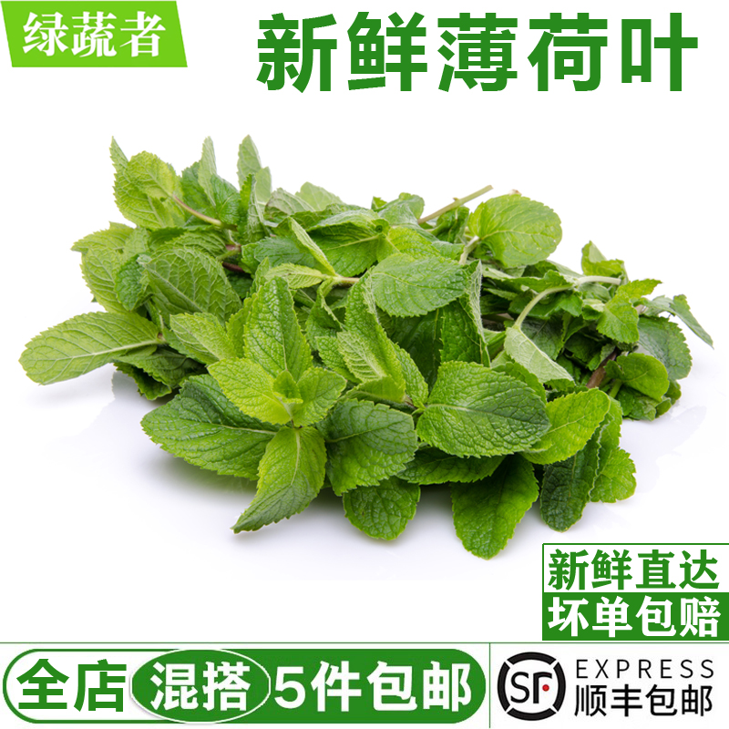 新鲜薄荷叶500g 食用留兰香薄荷凉茶调泡酒水吧烘焙点缀装饰食材