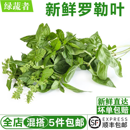 新鲜罗勒叶西餐青酱制作原料
