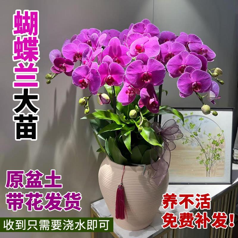 蝴蝶兰盆栽带花大花型客厅带花苞年宵花卉开业送礼高端春节真大盆