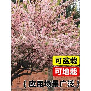 海棠花树苗高杆西府海棠垂丝海棠树苗盆栽庭院大型四季花卉耐寒
