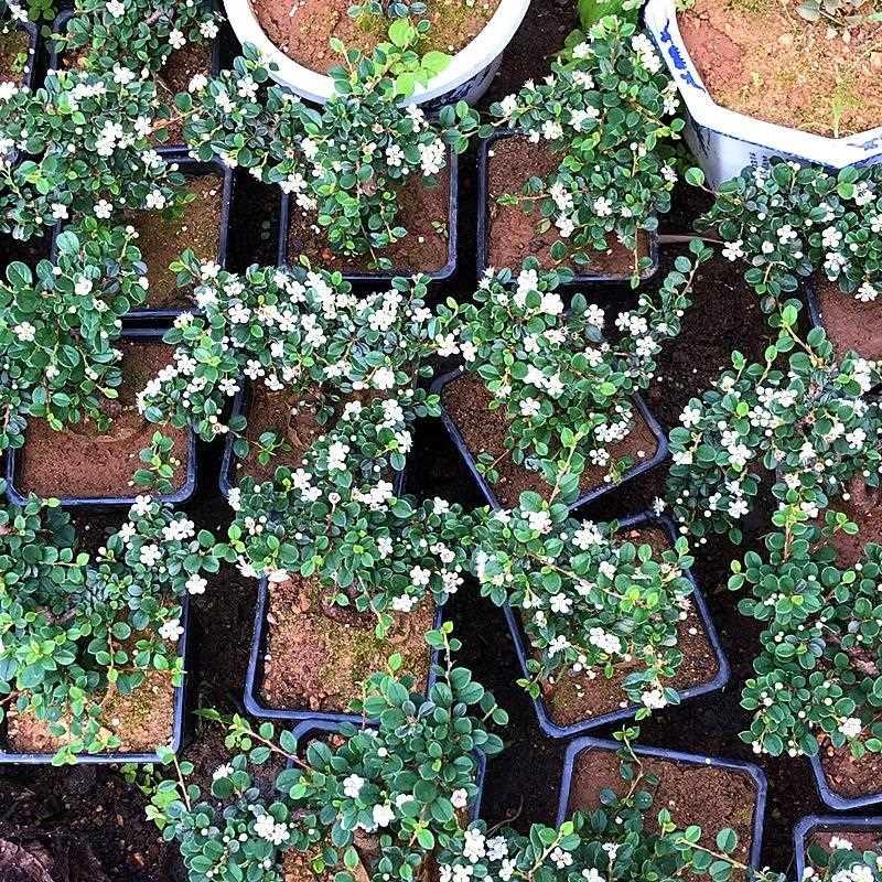 荀子盆栽造型矮霸小叶白花大果荀子盆景树苗室内桌面植物红果荀子
