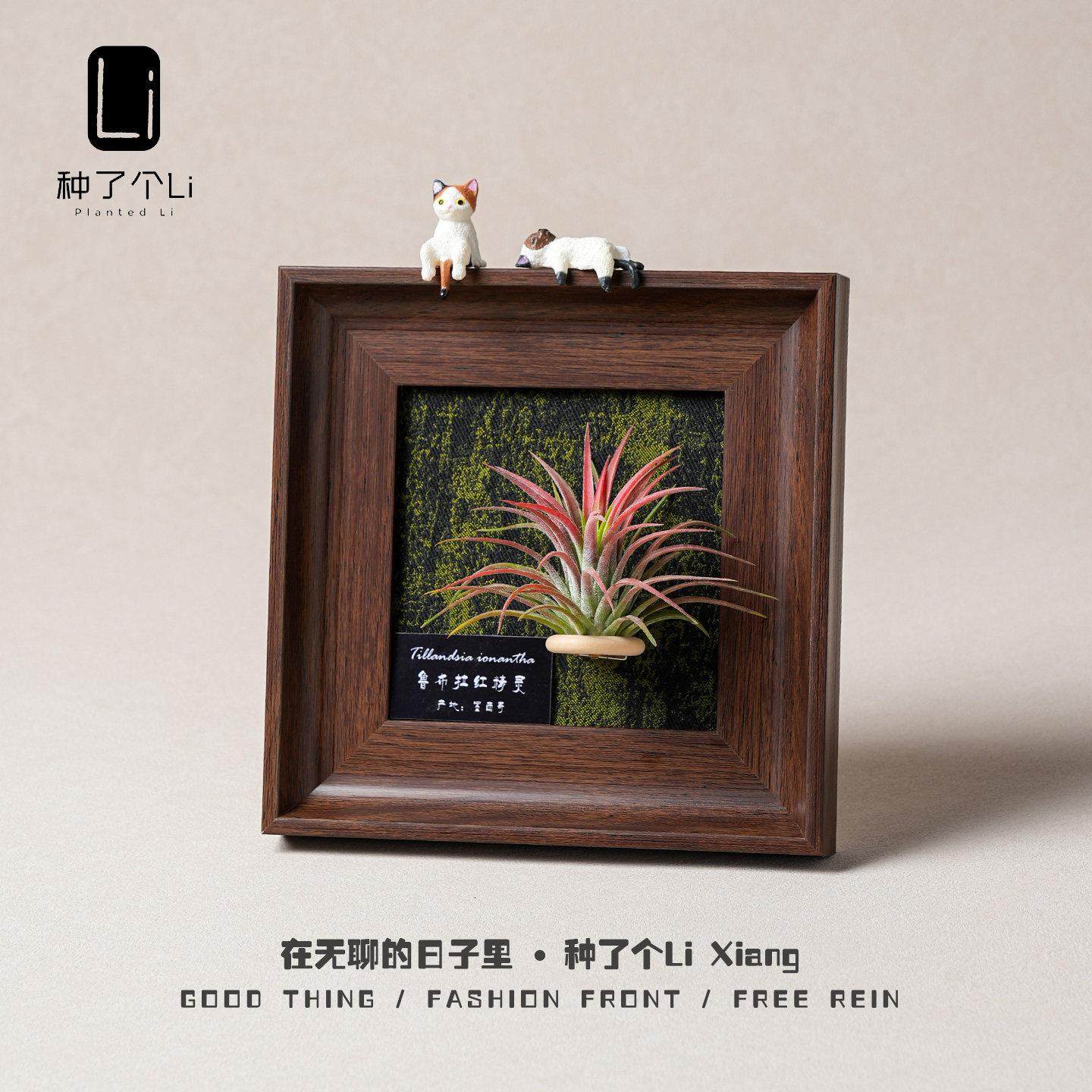 空气凤梨懒人绿植桌面摆件有趣礼品礼物磁吸相框背景墙装饰画挂画,鲜花速递/花卉仿真/绿植园艺,绿植,淘宝优惠券,粉丝福利购,淘宝优惠卷