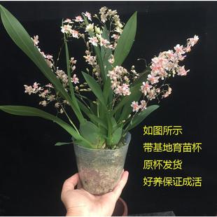 带花发货一件 文心兰盆栽兰花洋兰跳舞迷你苗室内花卉浓香冬季
