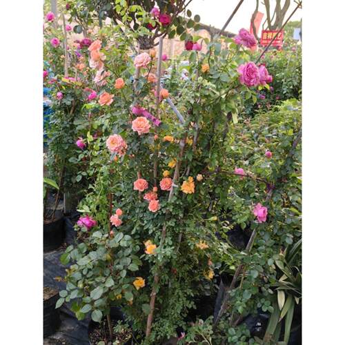 蔷薇花苗藤本月季特大花树庭院爬藤植物阳台花卉玫瑰盆栽四季开花
