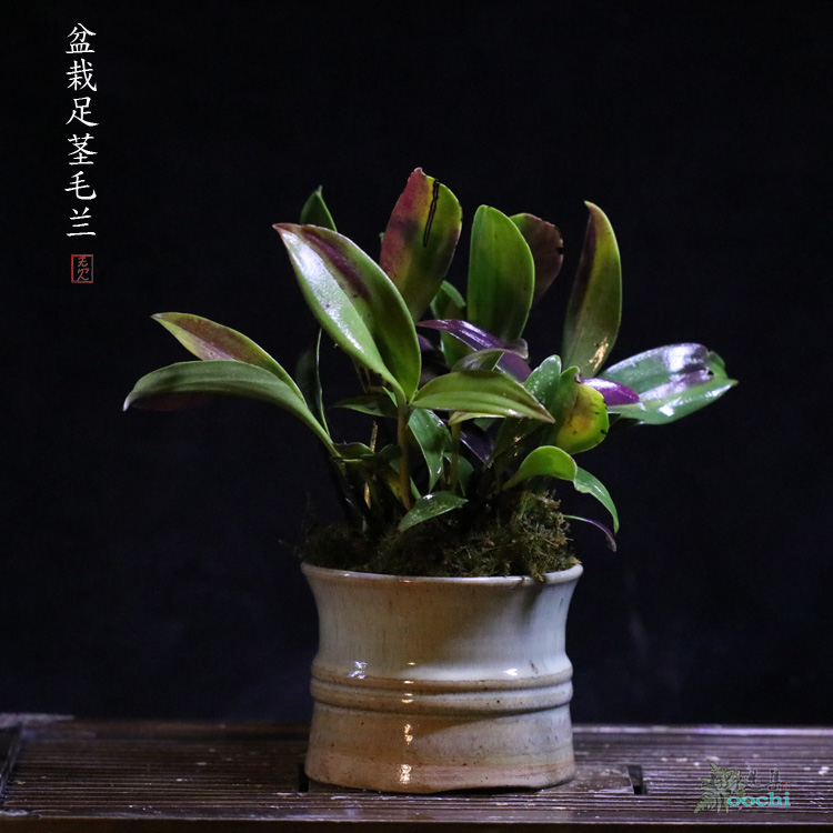 山野雅居 会理陶创意蕨类兰花盆栽四季常绿 手工花器 陶具花盆