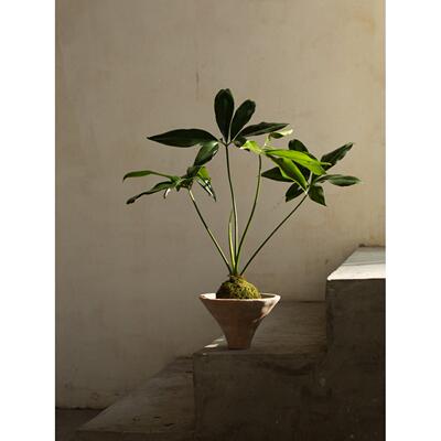 Earth plant印第安羽毛盆栽小众植物四季常绿盆景简约风格绿植