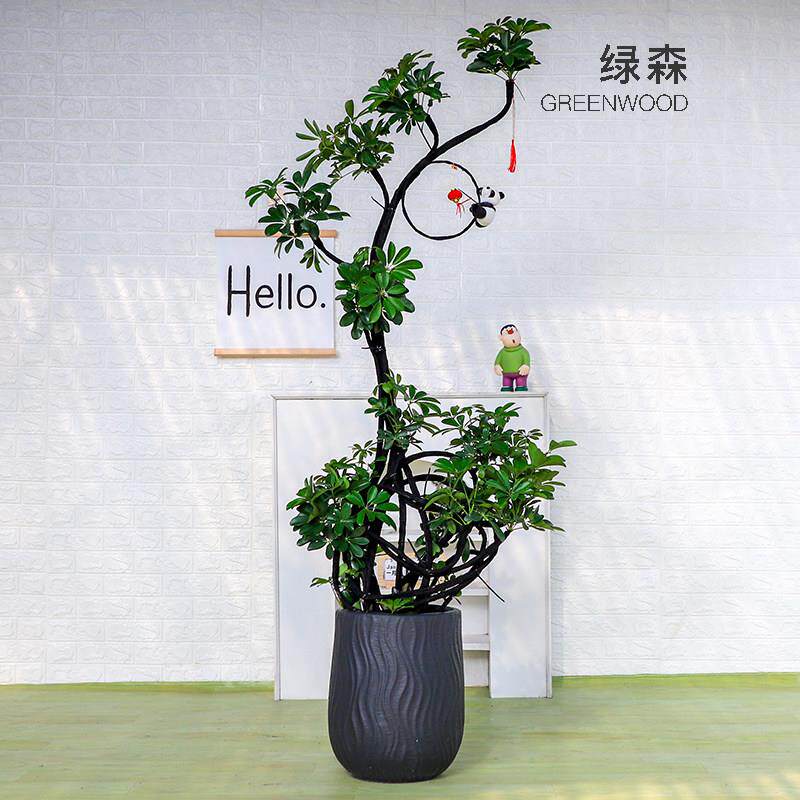 造型鸭脚木客厅盆栽八方来财高级鸭脚木鹅掌柴招财树乔迁新房植物