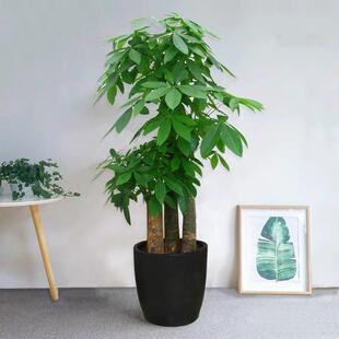 发财树大连同城大型绿植开业办公室内盆栽乔迁领导送礼步步高金州