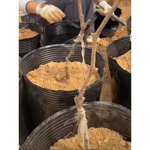 加厚营养钵 软营养杯 塑料防老化育苗杯 一次性育苗袋 树苗营养袋