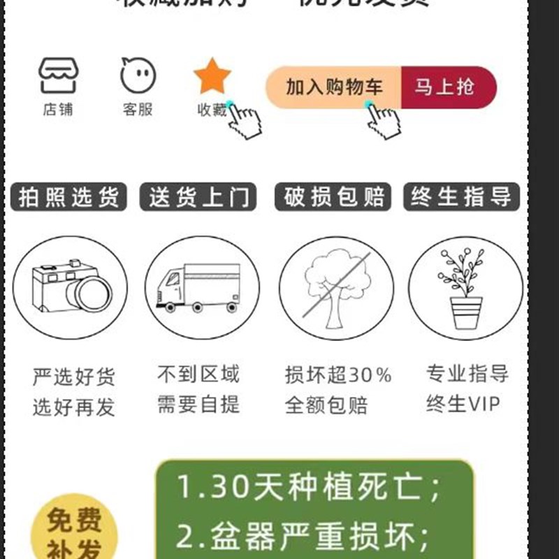 大叶龙鳞龟背竹老桩根盆栽客厅大盆栽室内客厅好养活绿植四季常青图片