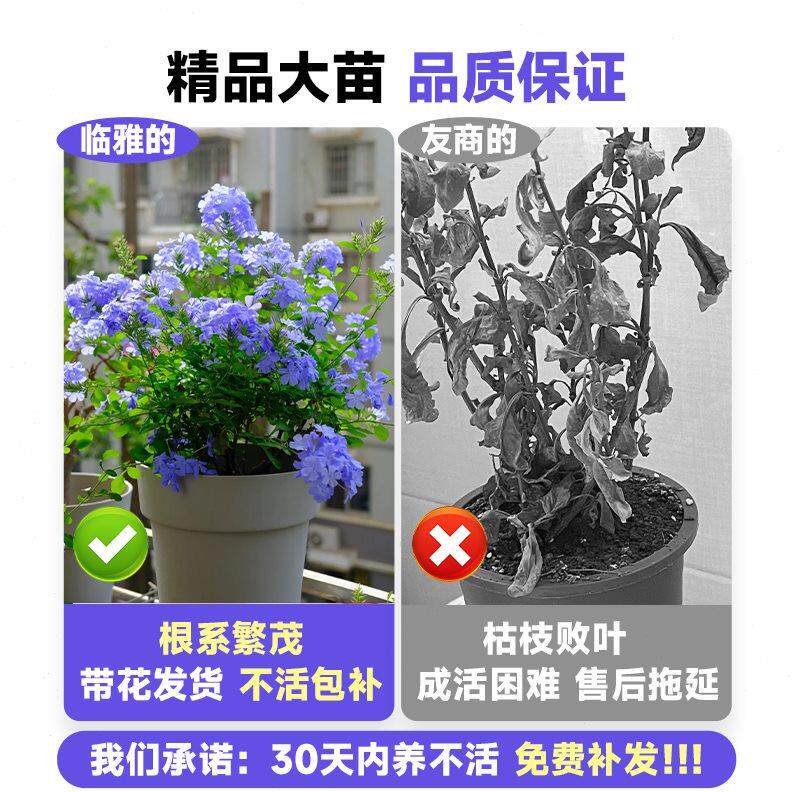 蓝雪花盆栽大苗阳台耐热耐晒易活四季花卉庭院爬藤植物棒棒糖花苗
