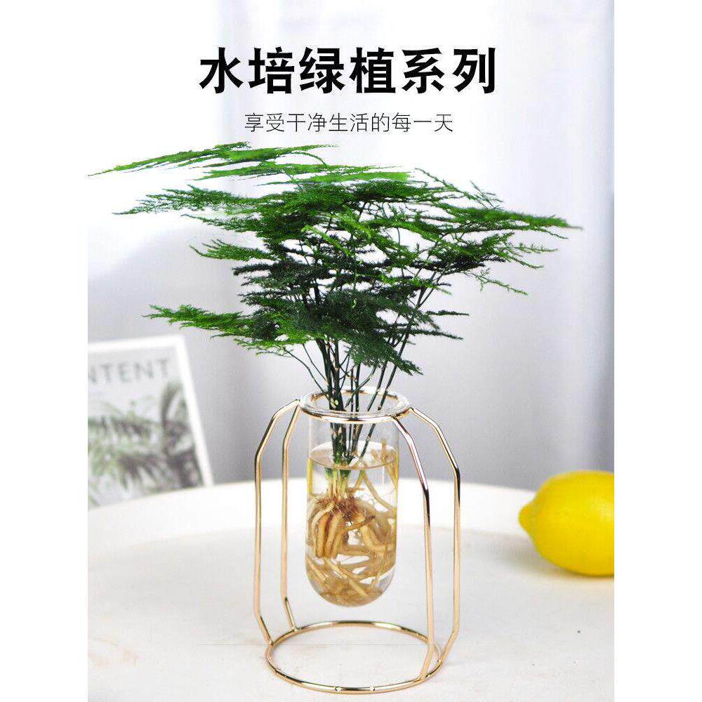 水培植物文竹盆栽办公室内桌面 ins北欧风水养小绿植轻奢高档盆景