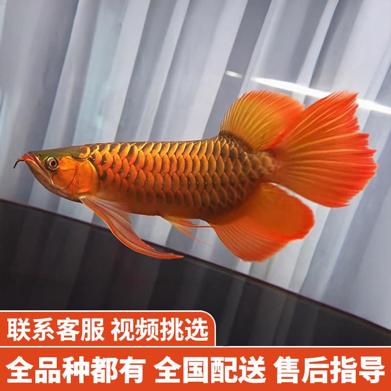 金龙鱼红龙鱼苗活体黄化银龙活鱼幼苗大型龙鱼幼鱼观赏鱼印尼小鱼
