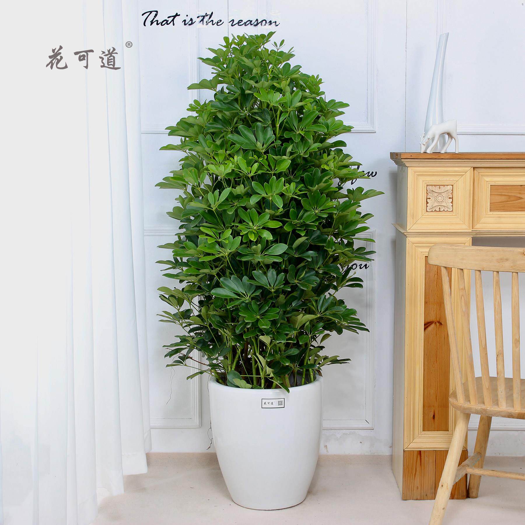 开业庆典乔迁摇钱树鸭脚木盆栽花卉天津鲜花速递同城送花天津花店