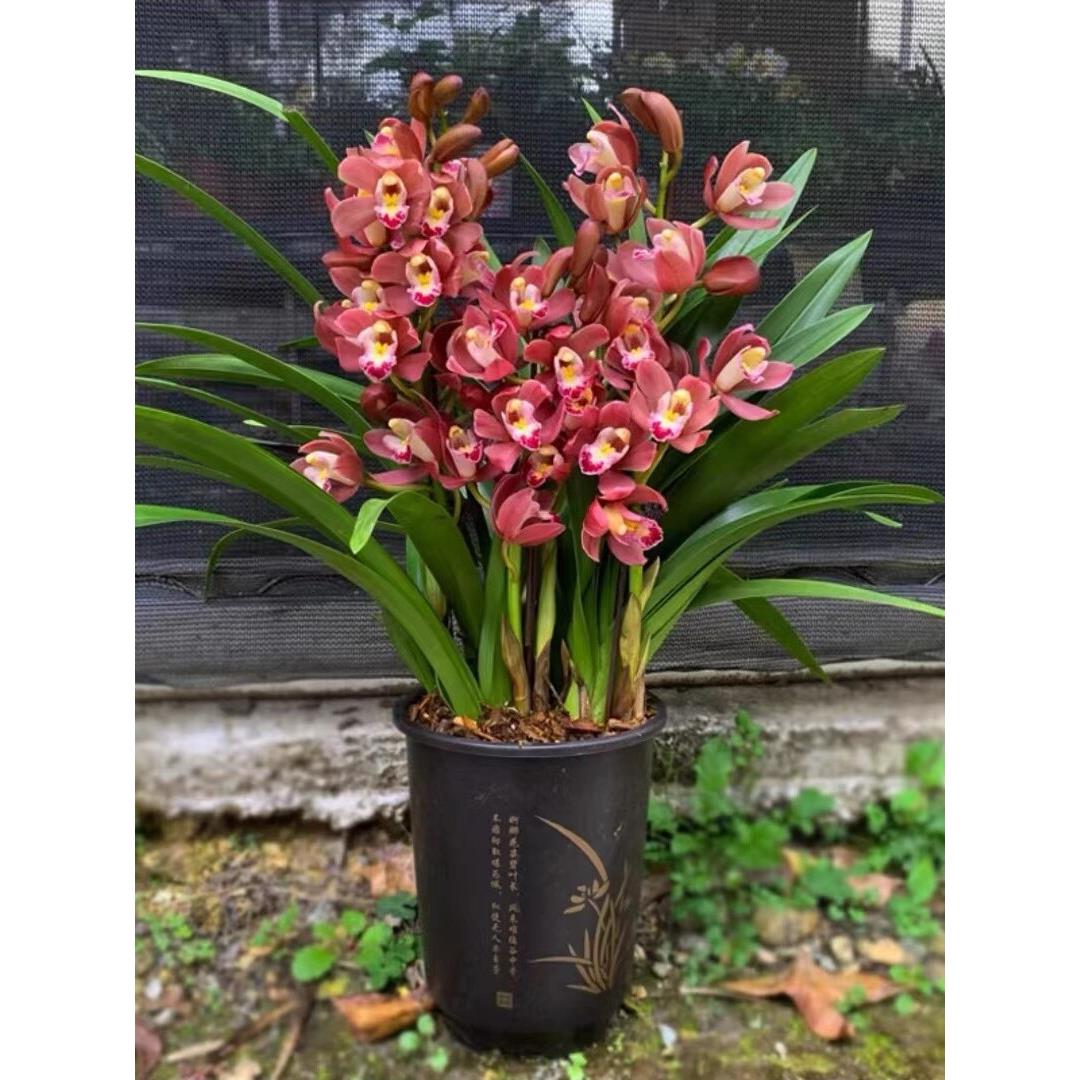 翁源兰花喜花里经典年宵花带盆土栽好发好养喜庆带花浓香型红宝石