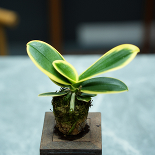 带花苞金边迷你蝴蝶兰花苗金叶咖啡名贵盆栽花卉植物室内客厅迷你