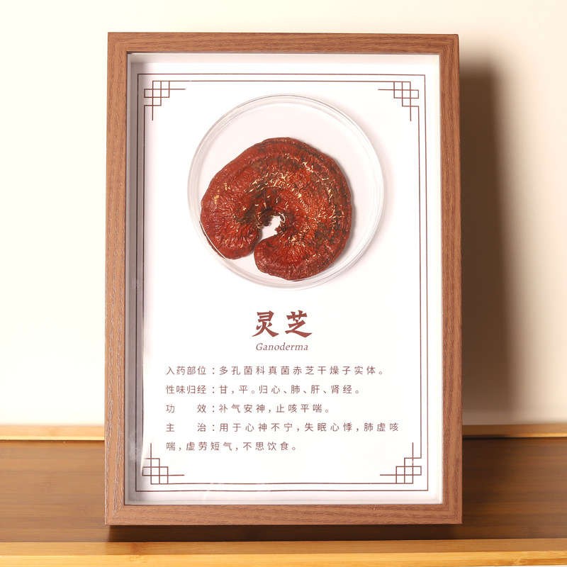 中药标本展示墙中药材标本装饰画中草药标本相框中医标本文化344