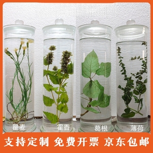 中草药浸制浸泡标本玻璃瓶中药材植物标本教学展示样品