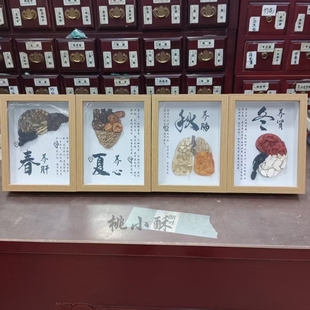 五脏六腑中药标本装 饰墙中药标本画 饰画相框摆件挂件中草药标本装