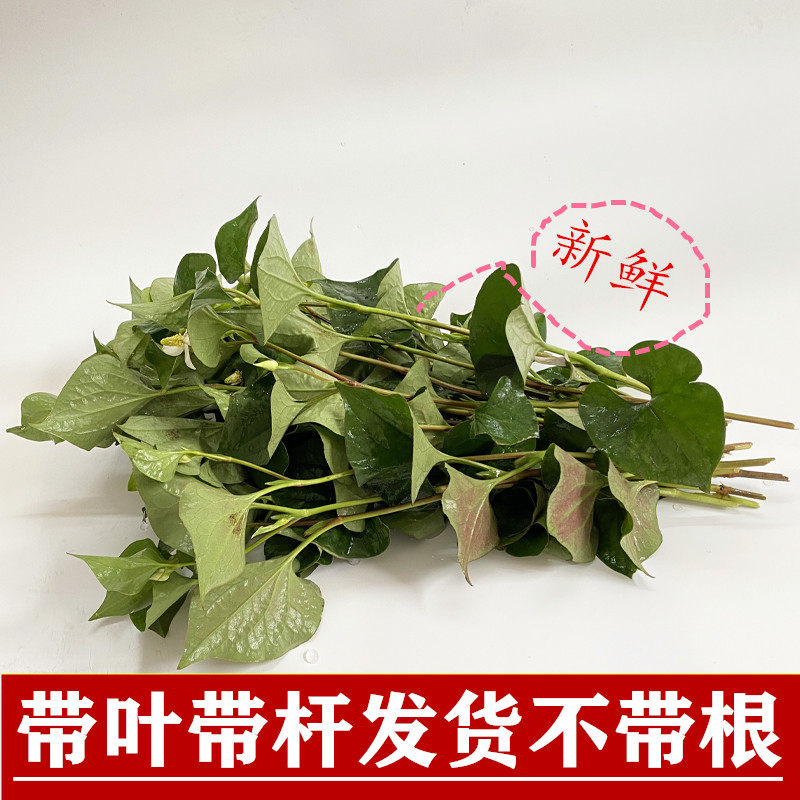 酸枣仁种苗各种中草药新鲜的巴戟其它商品定制