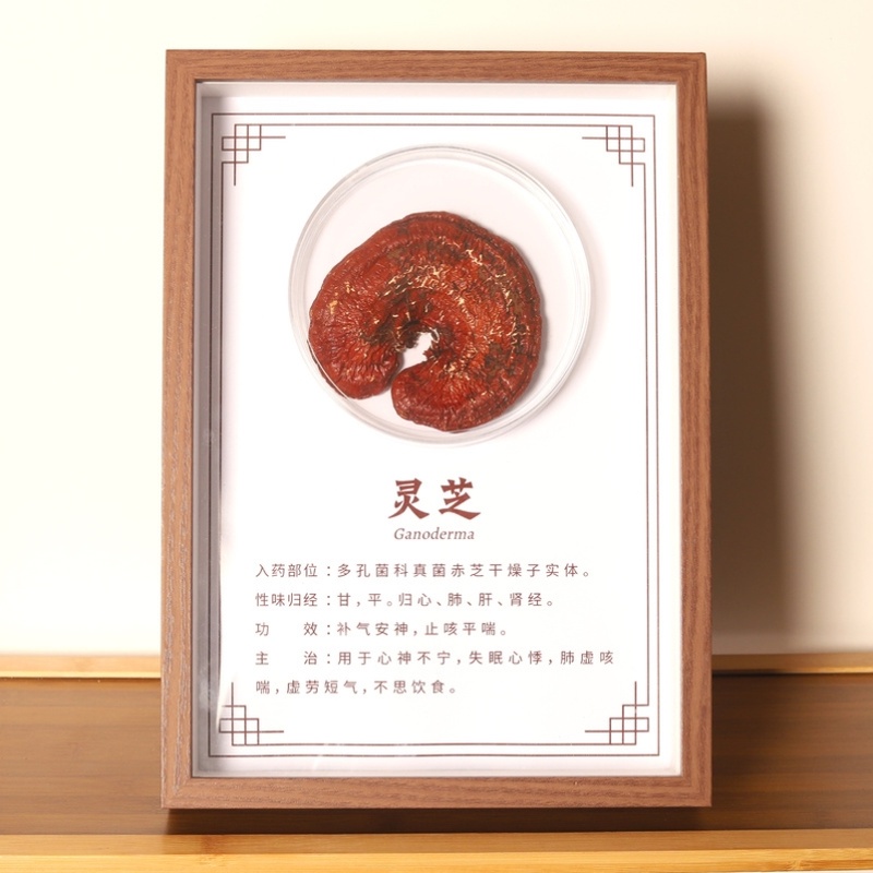 中医馆氛围摆件香草人参背景墙栀子罐装植物生态模型体质挂墙贴画