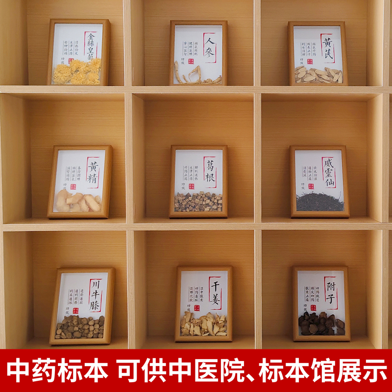 中医文创中药标本展示墙中药材标本装饰中草药相框中医文化展示s