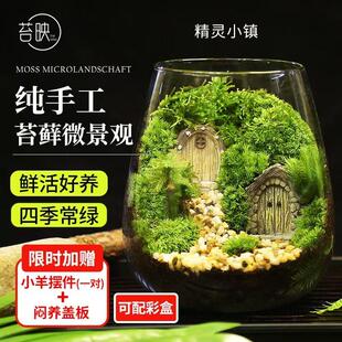 苔藓微景观创意桌面微观造景植物摆件礼物减压绿植生态瓶diy材料