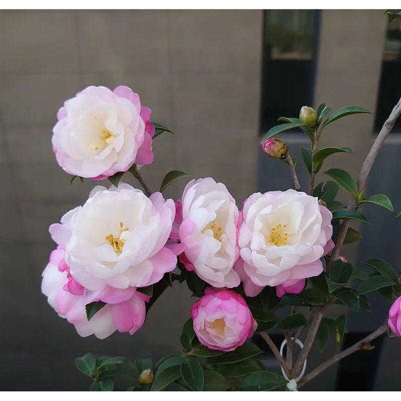 【嘉瑞】 庭院开花常绿灌木 茶梅 英八 朝仓 乙女 梦 串花瀑布