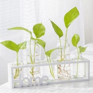綠蘿水培植物玻璃花瓶花盆小清新客廳插花辦公室桌面擺件植物容器