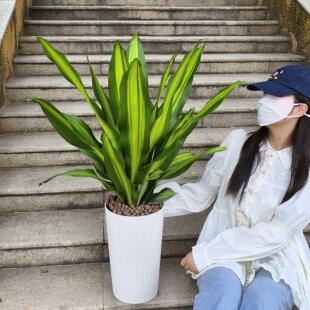 金边巴西铁室内绿植荷花铁巴西木阳台办公室盆栽金心也门铁龙血树