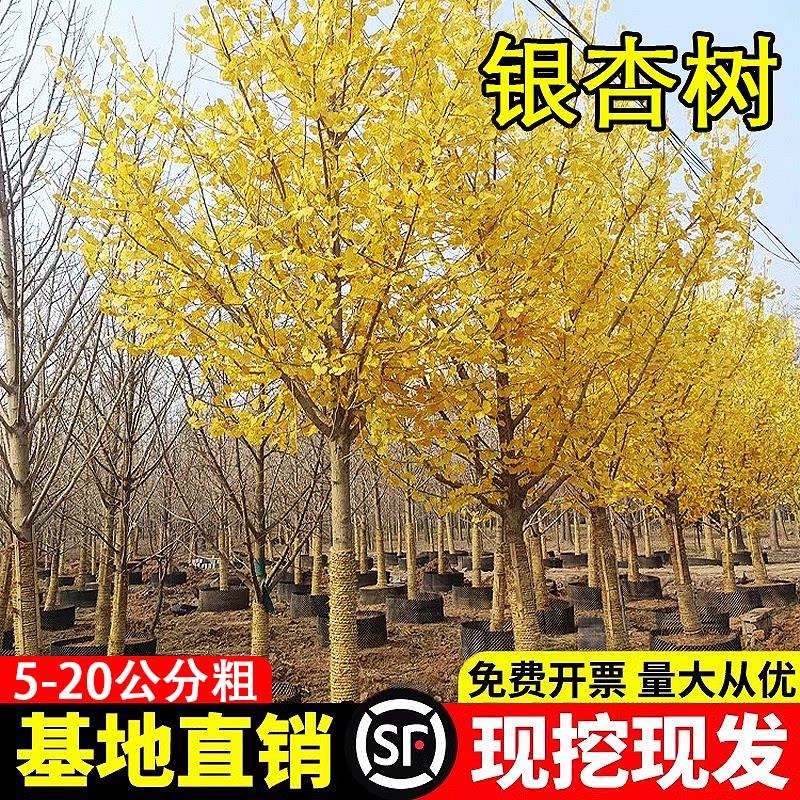 金叶银杏树苗白果活苗南方北方四季种植绿化木行道树庭院别墅大树