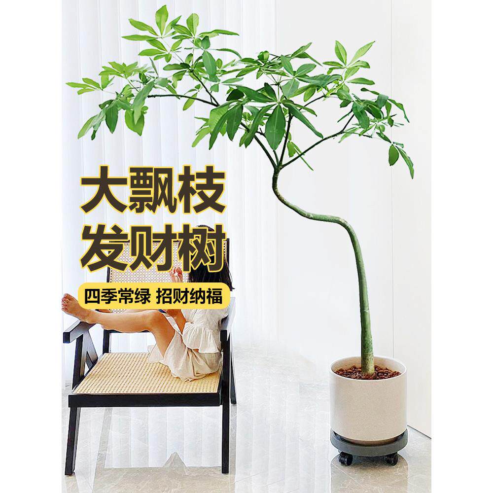 原生发财树飘枝盆栽招财树大型绿植室内客厅净化空气观叶网红植物