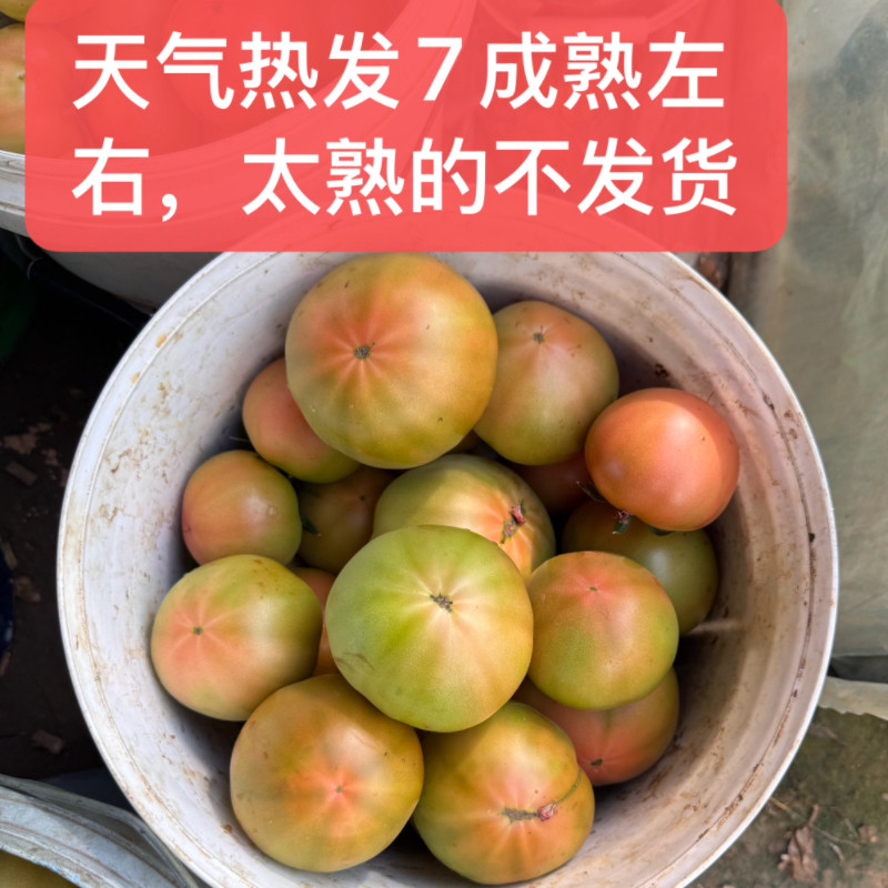 山东莱阳新鲜沙瓤番茄现摘现发农家自种新鲜蔬菜安特莱斯4斤5斤