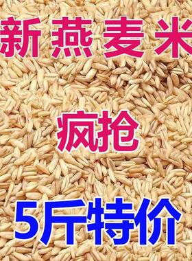 【5斤特价】东北新鲜燕麦米燕麦仁燕麦雀麦粒燕麦粒燕麦粗粮批发