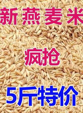 【5斤特价】东北新鲜燕麦米燕麦仁燕麦雀麦粒燕麦粒燕麦粗粮批发