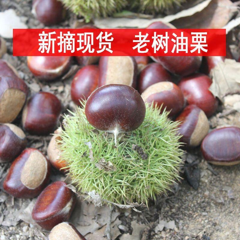 油栗板栗新鲜小栗子带壳生栗子野生油栗批发粉糯香甜3/5包邮