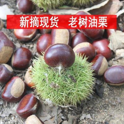 油栗板栗新鲜小栗子带壳生栗子野生油栗批发粉糯香甜3/5包邮