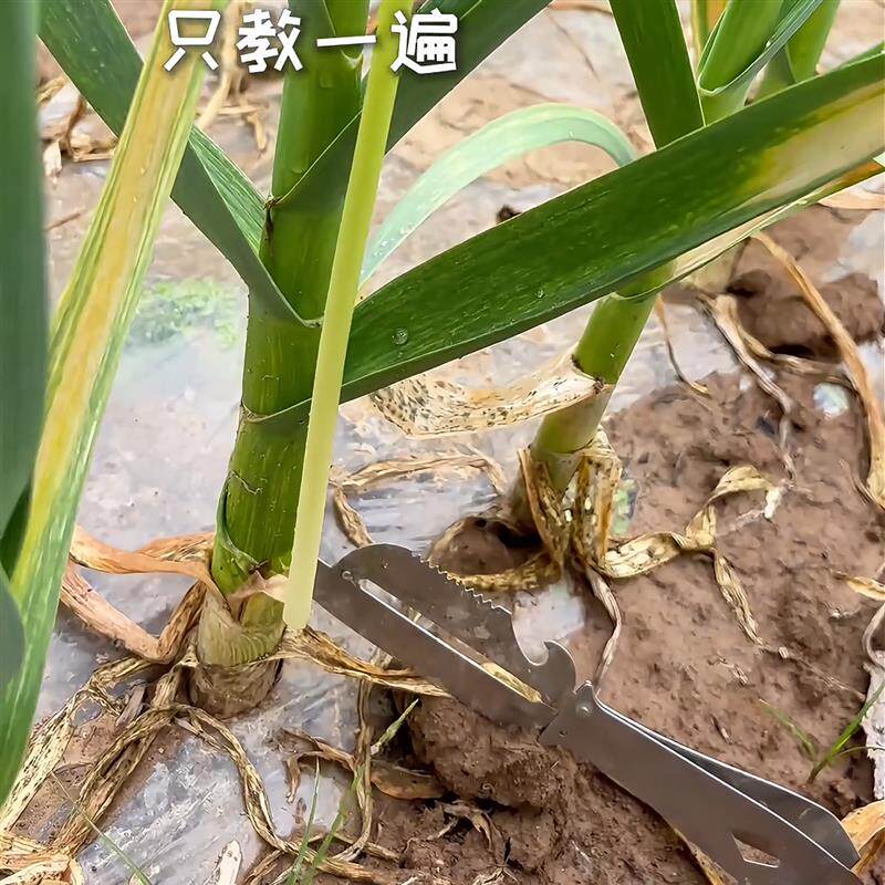 热销蒜苔苔神器收割刀工具抽划剥拔打提摘刮不伤蒜新款抽拨器扎针