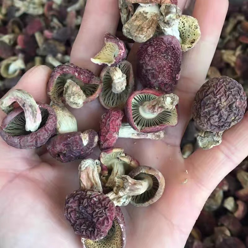 实拍特级野生红菇干货正宗特级蓝底红菌菇月子小红菇红蘑