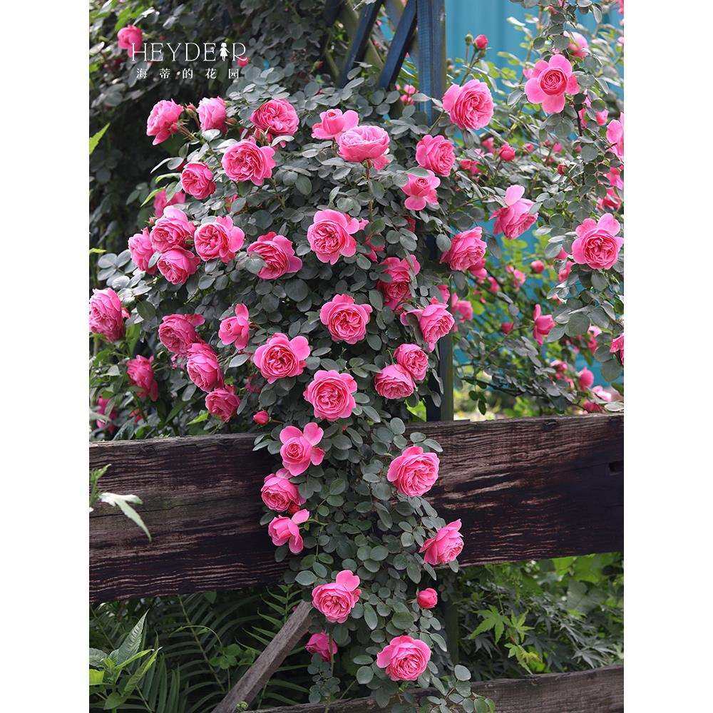 海蒂的花园粉色达芬奇藤本月季阳台庭院栅栏好养花卉植物盆栽苗,3C数码配件,USB灯,淘宝优惠券,粉丝福利购,淘宝优惠卷