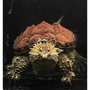 鳄龟纯正佛鳄龟小鳄龟杂佛野后纯佛霸气爆刺宠物龟食肉龟纯佛北美