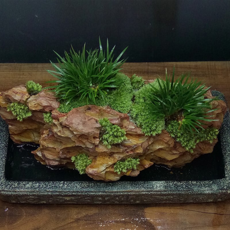 汉砖石头菖蒲盆景绿植物茶室山水创意室内盆栽苔藓微景观金钱草兰