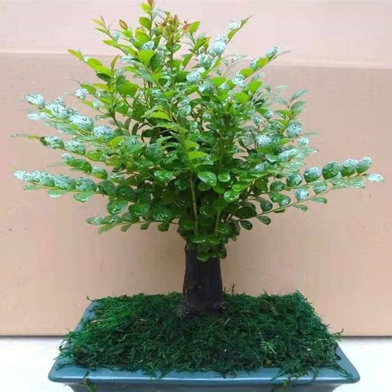 小叶紫檀盆景黄杨赤楠四季常青盆栽花卉客厅桌面绿植净化空气甲醛