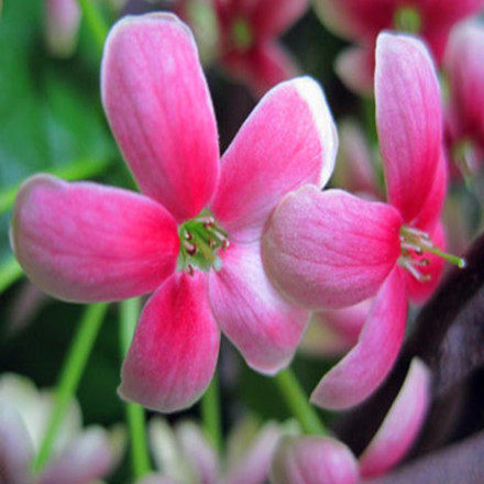 使君子花苗重瓣藤类攀爬植物室外花苗藤本花卉阳台水君子爬藤植物,鲜花速递/花卉仿真/绿植园艺,绣球/木绣球/木本植物,淘宝优惠券,粉丝福利购,淘宝优惠卷