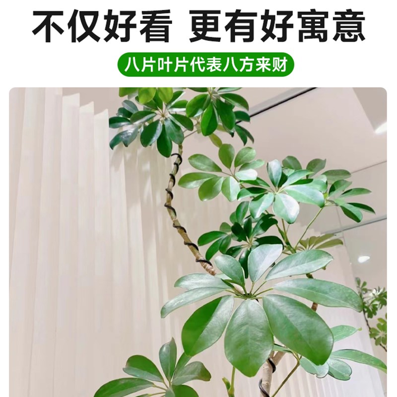 鸭脚木客厅大盆栽室内禄植造型鸭掌木八方来财落地大型旺宅绿植物