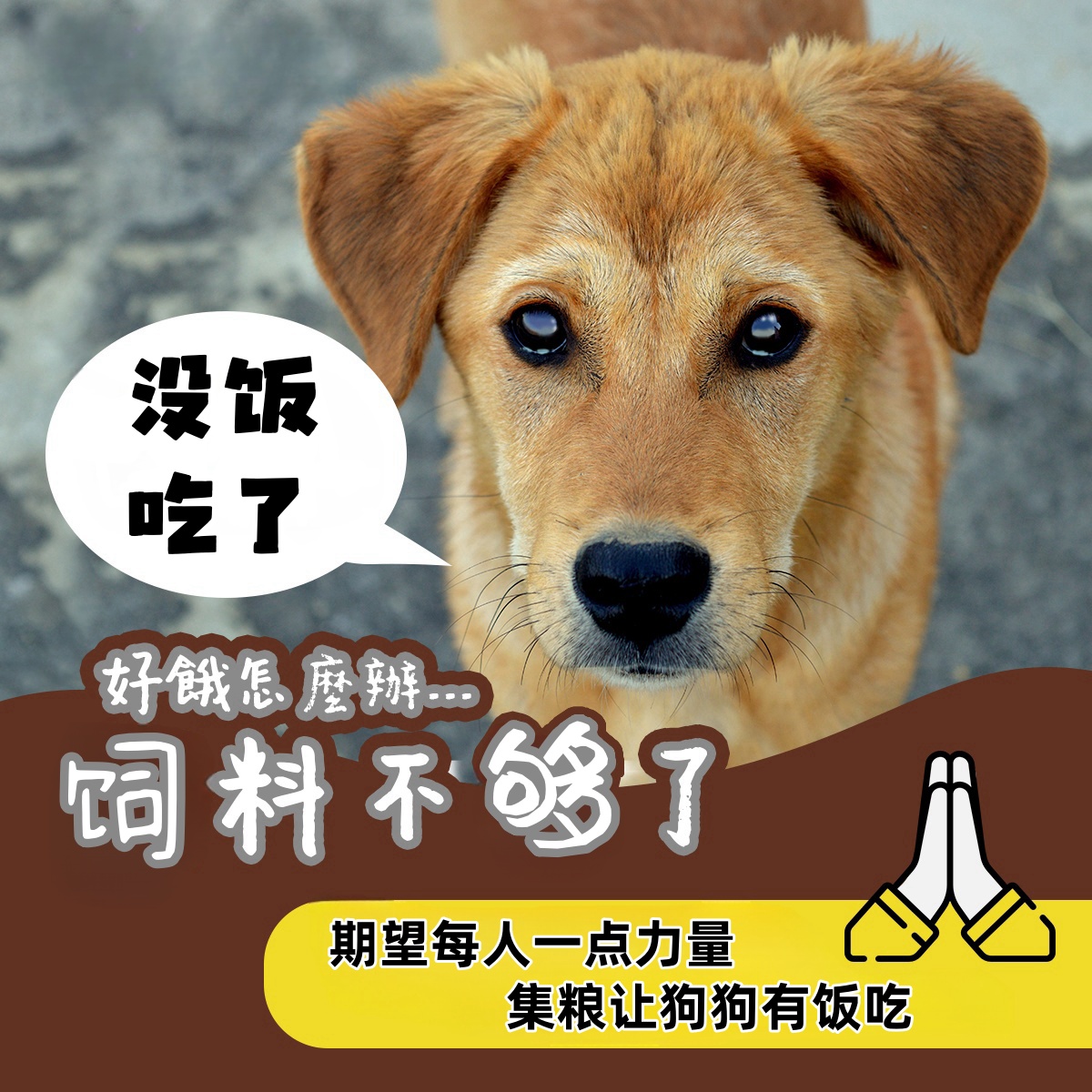 直达小院帮助浪浪吃饱点毛孩子的心愿