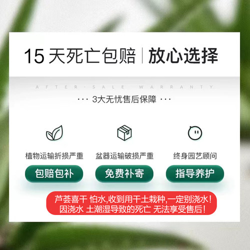 芦荟盆栽室内除甲醛净化空气植物办公桌仙人掌多肉四季好养花卉