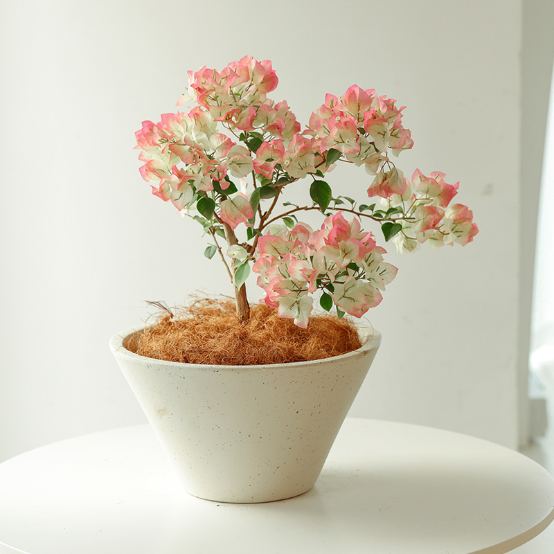 三角梅绿樱勤花喜阳花卉植物阳台庭院小盆栽广东四季开花好养活