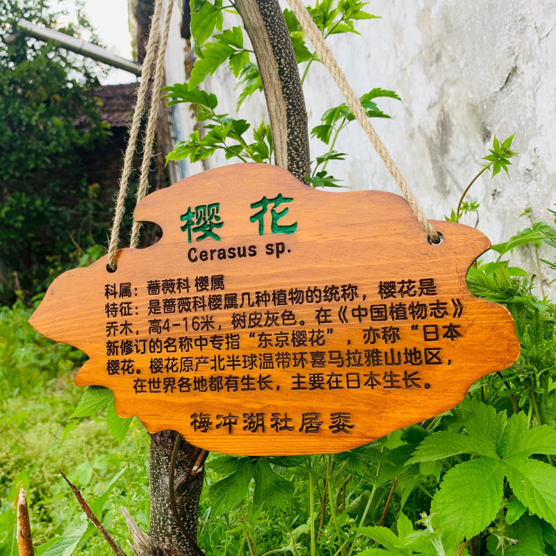 定制花草地牌树牌户外插地牌悬挂式标牌防腐实木质牌简介植物挂牌图片